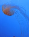 Free-floating Pacific Sea Nettle