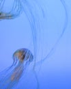 Free-floating Pacific Sea Nettle