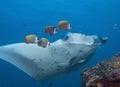 Free floating stingrays under water in Maldives