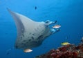 Free floating stingrays under water in Maldives Royalty Free Stock Photo