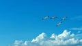 Free flying birds on blue sky background