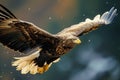 Free flying eagle predatory bird hunting in the safari, East Africa