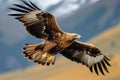 Free flying eagle predatory bird hunting in the safari, East Africa