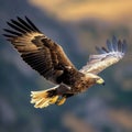 Free flying eagle predatory bird hunting in the safari, East Africa