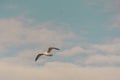 Free Flying seagull