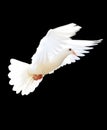 A free flying white dove Royalty Free Stock Photo