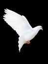 A free flying white dove