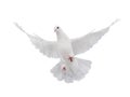 Free flying white dove isolated Royalty Free Stock Photo