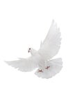 Free flying white dove isolated