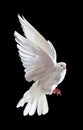 A free flying white dove isolated on a black Royalty Free Stock Photo