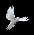 A free flying white dove isolated on a black