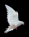 A free flying white dove isolated on a black Royalty Free Stock Photo