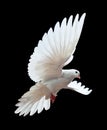 A free flying white dove isolated on a black Royalty Free Stock Photo