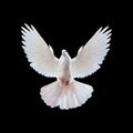 A free flying white dove isolated on a black Royalty Free Stock Photo