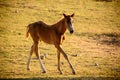 Free goat grazing Royalty Free Stock Photo