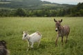 Goats and donkey on the pasture Royalty Free Stock Photo