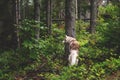 Free and gorgeous dog breed siberian husky standing in the green forest back to the camera and looks like a wolf Royalty Free Stock Photo