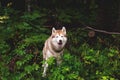 Free and gorgeous dog breed siberian husky standing in the green forest and looks like a wolf Royalty Free Stock Photo