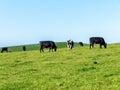 Free grazing cows, day. Clear blue sky over green hills. Agricultural landscape. Black and white cow on green grass field