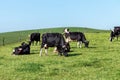 Free grazing cows in a farmers field on a sunny day. Clear blue sky over green hills. Agricultural landscape. Black and white cow