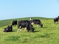Free grazing cows in a field on a sunny day. Clear blue sky over green hills. Agricultural landscape. Black and white cow on green