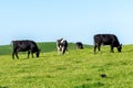 Free grazing cows on a sunny day. Clear blue sky over green hills. Agricultural landscape. Black and white cow on green grass