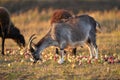 Free grazing. Goats and sheep eat apples spilled on the grass in the pasture. Selective focus Royalty Free Stock Photo