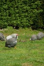 Free guinea hens grazing in the farmland