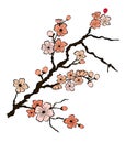 Free hand Sakura flower vector set, Beautiful line art Peach blossom isolate on white background Royalty Free Stock Photo
