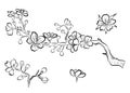 Free hand Sakura flower vector set, Beautiful line art Peach blossom isolate on white background Royalty Free Stock Photo