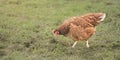 Free and happy hen on green grass. Royalty Free Stock Photo