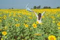 Free Happy young Woman Enjoying Nature. Beauty Girl Outdoor. freedom and Enjoyment.. Royalty Free Stock Photo