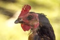 Free hen behind an unfocused metal fence on a farm. Close up view Royalty Free Stock Photo