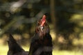 Free hen looking at the camera behind an unfocused metal fence on a farm. Selective focus. Royalty Free Stock Photo