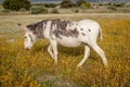 Free horse in a blossom meadow