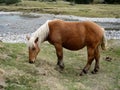 Free horse in high mountain pastures has cauterets high pyrenees