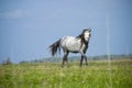 Free horse running Royalty Free Stock Photo