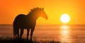 Free horse at sunset