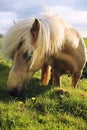 A beautiful Yellow Palamino stallion of the Icelandic horse grazes on a log of mountains in the background. August Iceland. Royalty Free Stock Photo