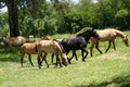 Free horses Royalty Free Stock Photo