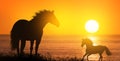 Free horses at sunset Royalty Free Stock Photo