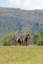 Free horses in the meadow Royalty Free Stock Photo