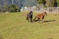 Free horses in the meadow Royalty Free Stock Photo