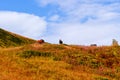 Horses on an autumn mountain meadow Royalty Free Stock Photo