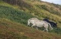 Free horses on mountain prairie Royalty Free Stock Photo