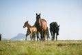 Free horses Royalty Free Stock Photo