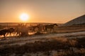 Free horses run, left to nature on the slope of the mountains and sunset. Horses of different colors running up the Royalty Free Stock Photo