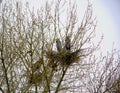 Free hurons in a rookery in Montana in early spring