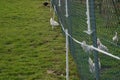 Free keeping of chickens in an enclosure with grass surrounded with electric shepard fence.