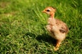 Free little chicken in the green grass Royalty Free Stock Photo